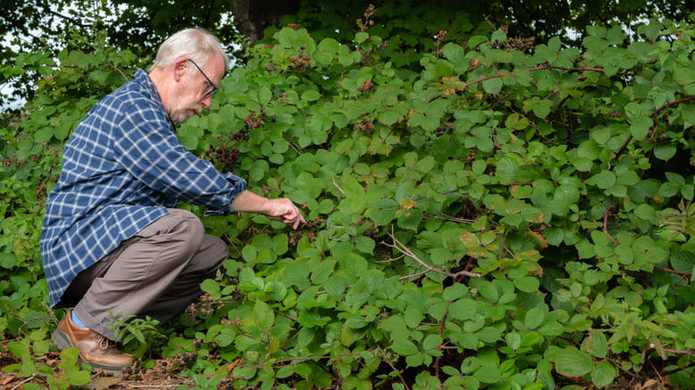 older man picking wild blackberries