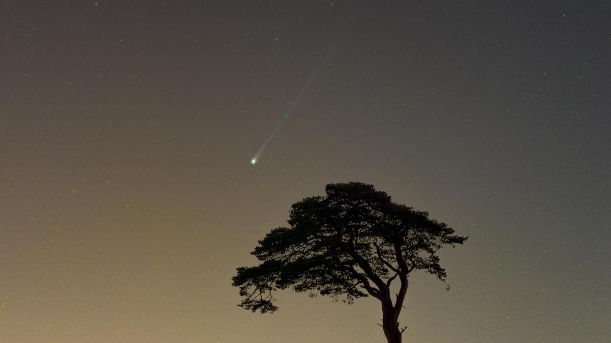  Comet 12P/Pons-Brooks appears as a green streak in the sky above a single silhouetted tree. 