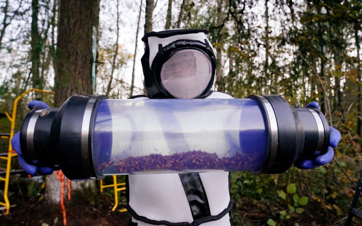 Sven Spichiger, Washington state Department of Agriculture managing entomologis - Elaine Thompson/AP