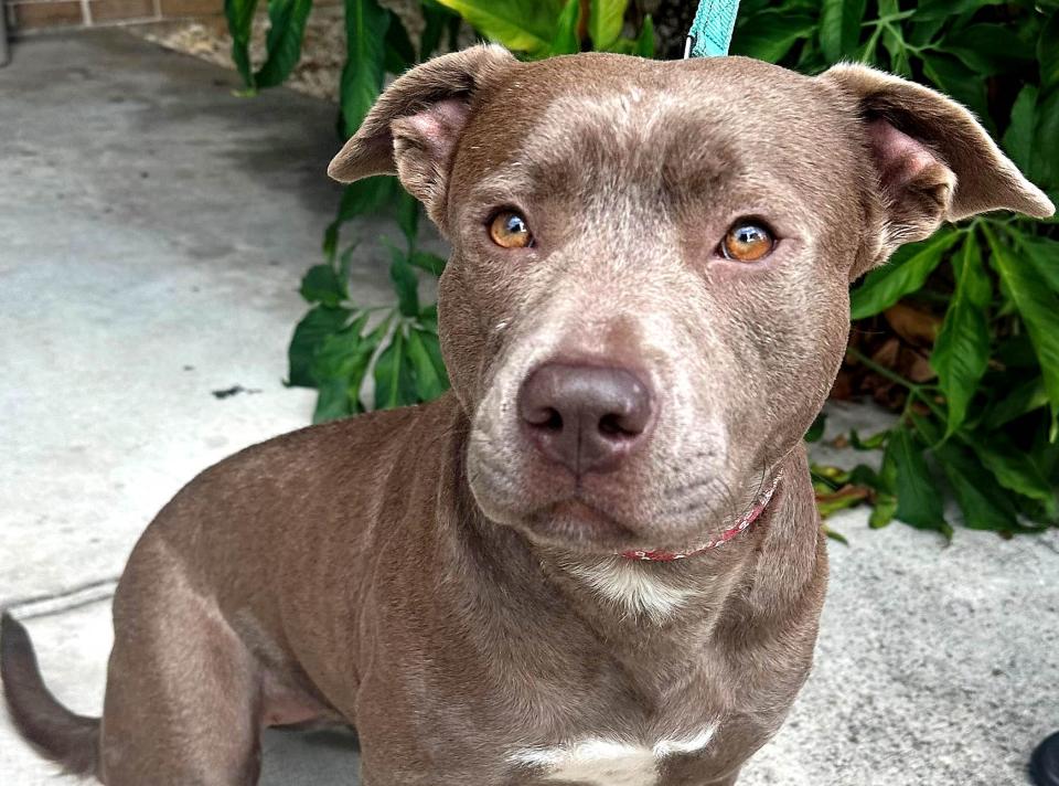 The Mutty Paws Rescue of Palm Springs is looking for a home for Elyria, a two-year-old dog found abandoned in September at the Calypso Bay water park in Royal Palm Beach.