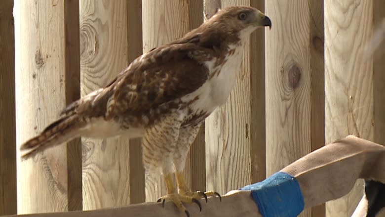 Hawk takes flight after feather transplant