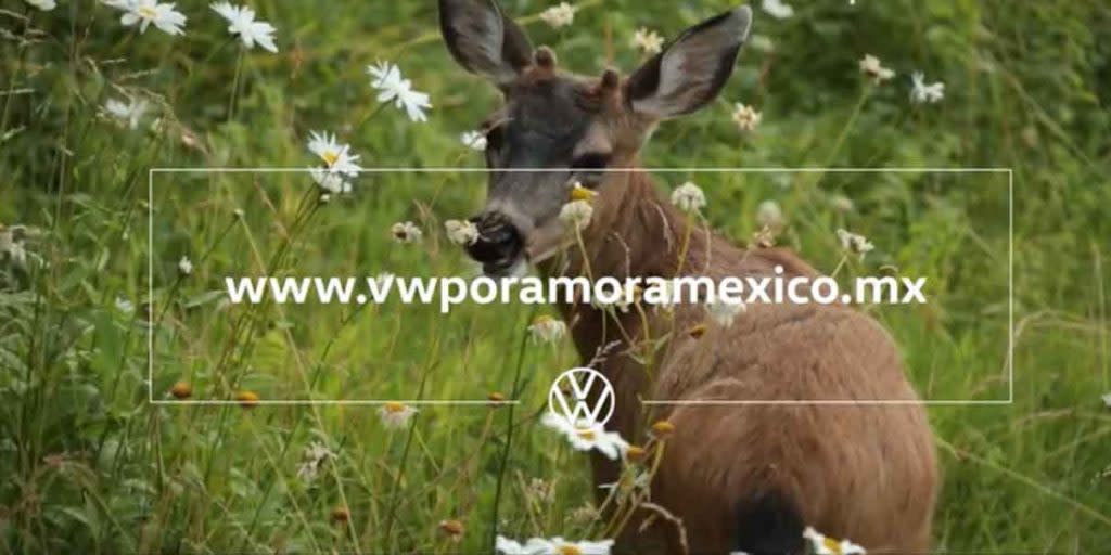 VW busca proyectos en pro del medio ambiente y biodiversidad