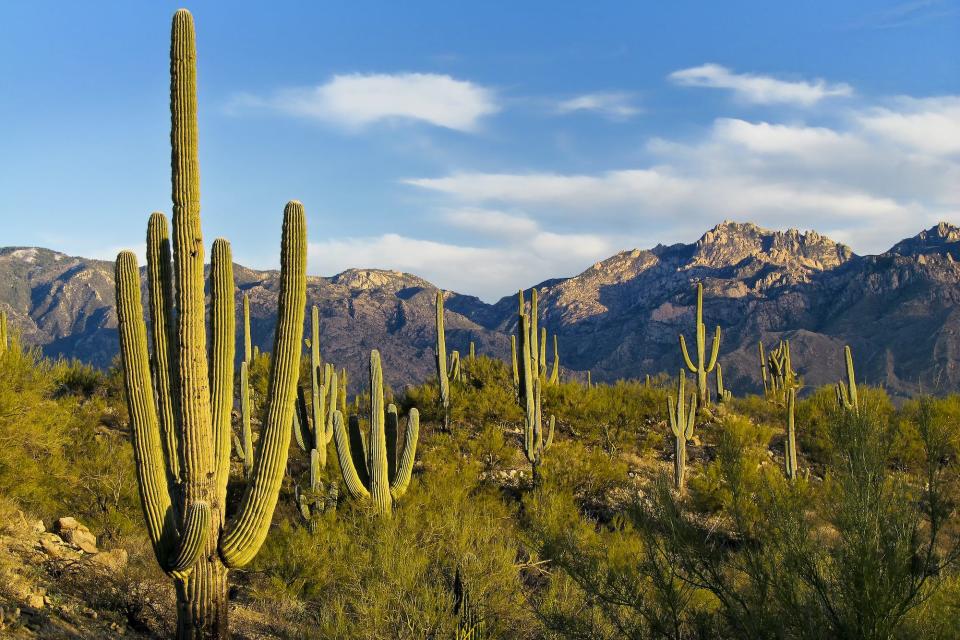 Tucson, Arizona