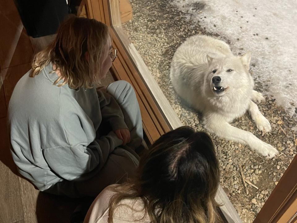 A white wolf howls and looks through a window at two women sitting on a floor inside a cabin looking through window at wolf