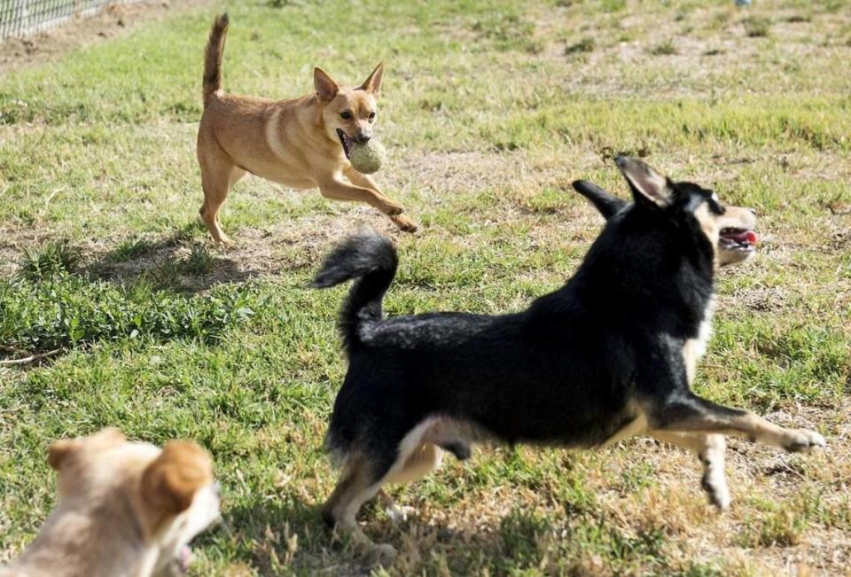 Dogs play with a ball at Stanislaus Animal Services in Modesto on Thursday, Oct. 13, 2016.