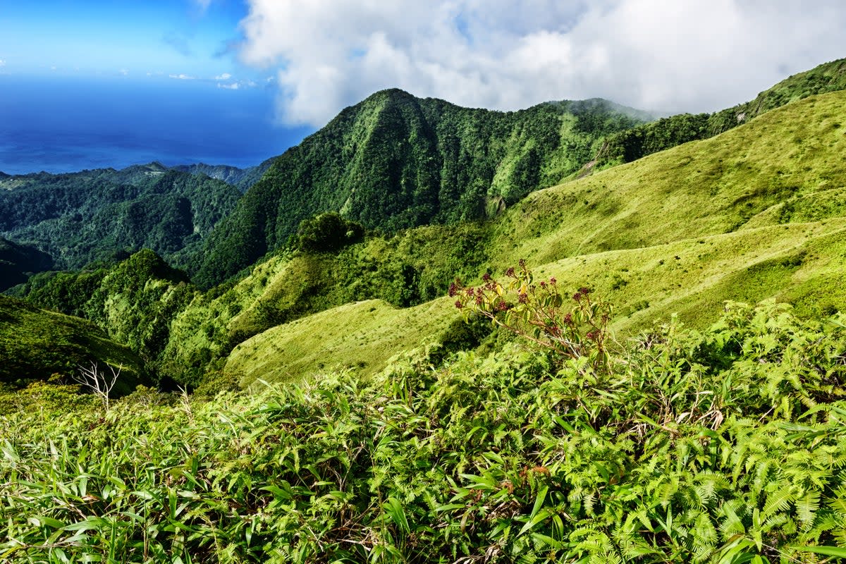 Martinique’s Mount Pelee is home to globally threatened species  (Getty Images/iStockphoto)