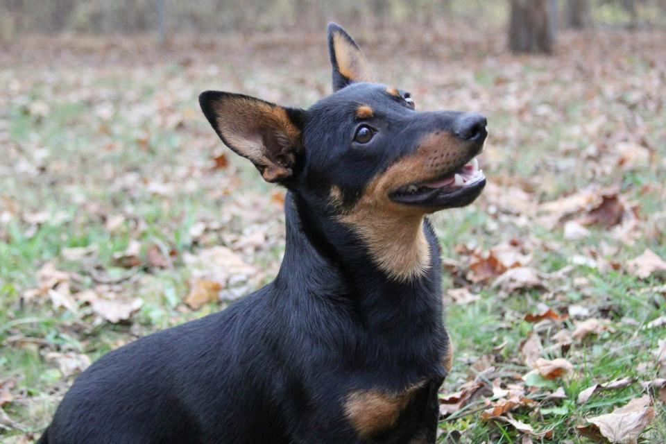 Lex, a Lancashire heeler, sits at attention, Friday, Dec. 29, 2023, in Morristown, N.J. The Lancashire heeler, is the latest breed recognized by the American Kennel Club. The short-legged, long-bodied and rare herding breed is now eligible for thousands of U.S. dog shows.