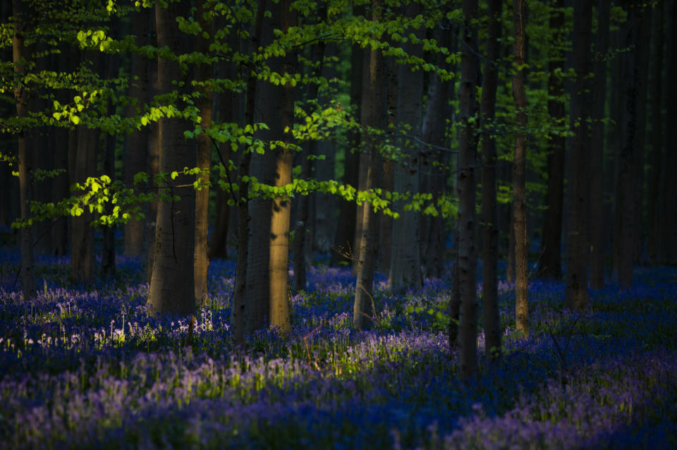 Bluebells, also known as wild Hyacinth, bloom in the Hallerbos forest in Halle, Belgium, Thursday April 16, 2020. Bluebells are particularly associated with ancient woodland where it can dominate the forest floor to produce carpets of violet–blue flowers. (AP Photo/Virginia Mayo)