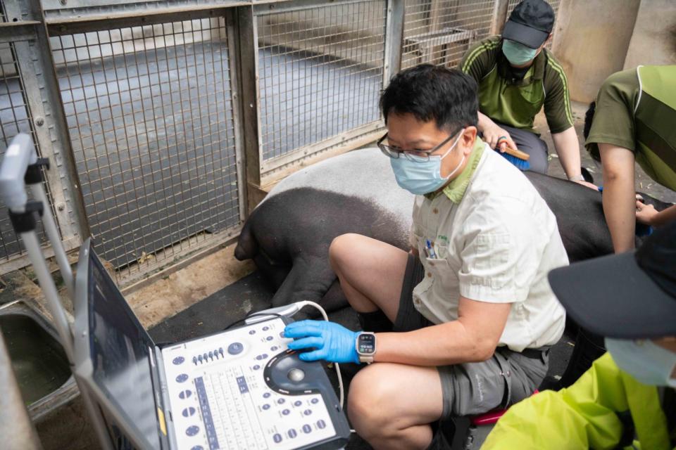 獸醫幫「貘莉」做超音波檢查。台北市立動物園提供