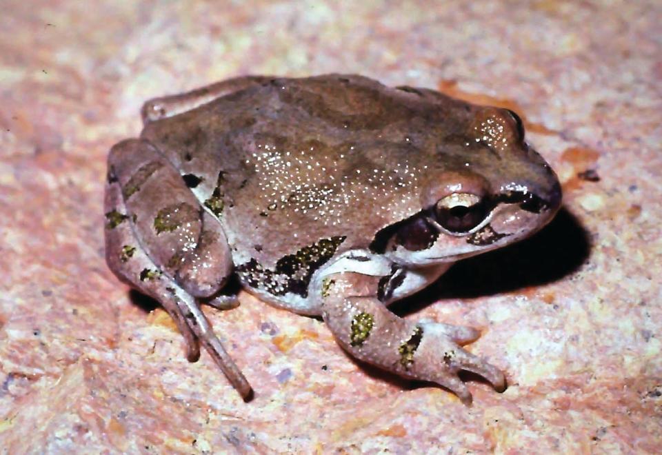 A reddish Strecker’s Chorus Frog.