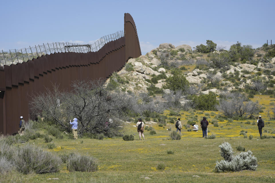 Botanists and citizen scientists armed with the iNaturalist app on their smartphones record the biodiversity along the U.S.-Mexico border as bright yellow blooms carpet the ground, a sharp contrast to the imposing steel bollards of the border wall topped with rolls of razor wire along the US Mexico border on Friday, April 19, 2024, near Botanists and citizen scientists armed with the iNaturalist app on their smartphones record the biodiversity along the U.S.-Mexico border as bright yellow blooms carpet the ground, a sharp contrast to the imposing steel bollards of the border wall topped with rolls of razor wire as members of the California's Baja Rare project lead a botanical expedition with college students to document native plants along the US Mexico border on Friday, April 19, 2024, near the Ejido Jacume in the Tecate Municipality of Baja Calif., Mexico. (AP Photo/Damian Dovarganes)