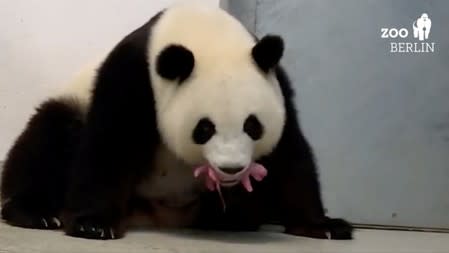 Panda Meng-Meng carries one of her newborn twin cubs in her mouth at Berlin Zoo