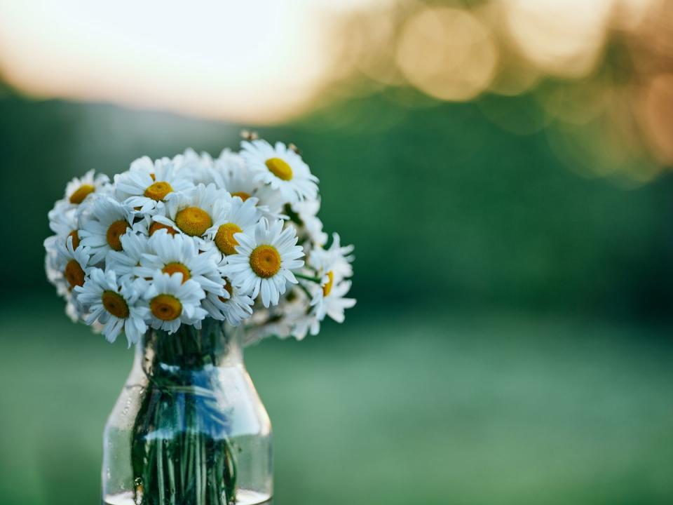 <p>Meaning 'forever love', daisies represent the surprises in marriage. While they might be a simple flower, they have beautiful intricate texture and petal structure. </p>