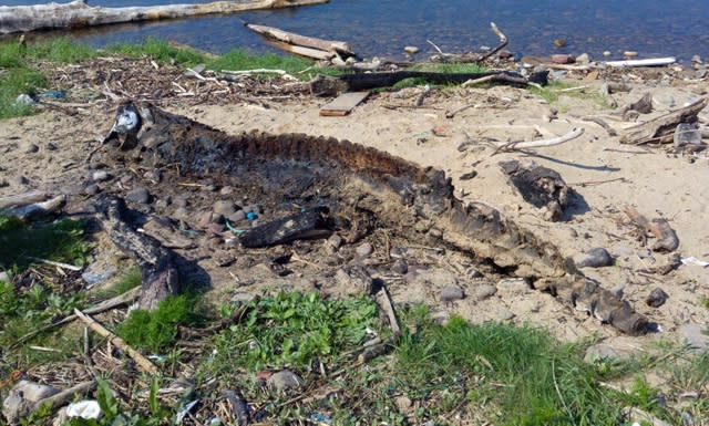 Remains of 'mystery sea creature' found on Wales beach