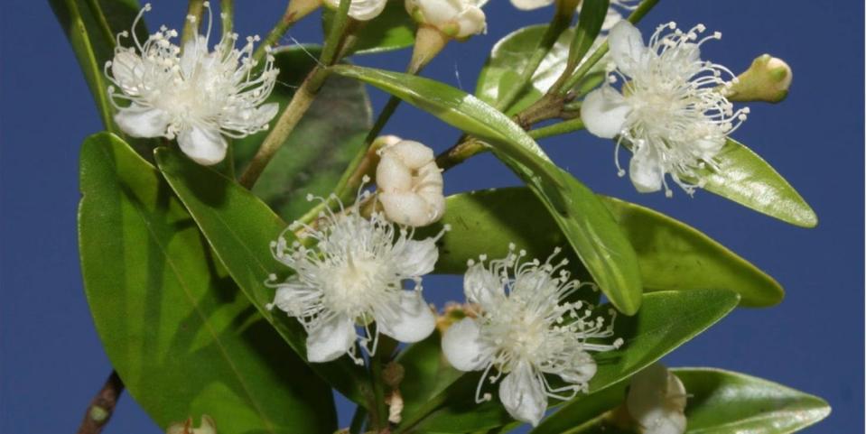 white flower and leaves