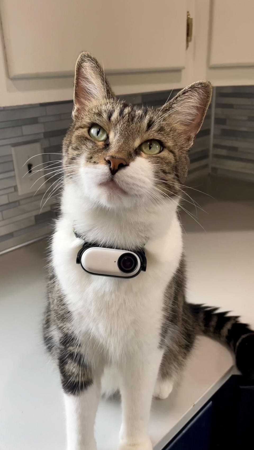 Gonzo, cuyos videos con perspectiva felina son un éxito en línea. (Maria Boonstra vía The New York Times)
