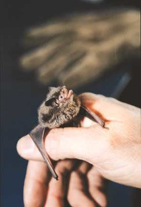 An Indiana bat is held prior to being banded for tracking purposes in Indiana.