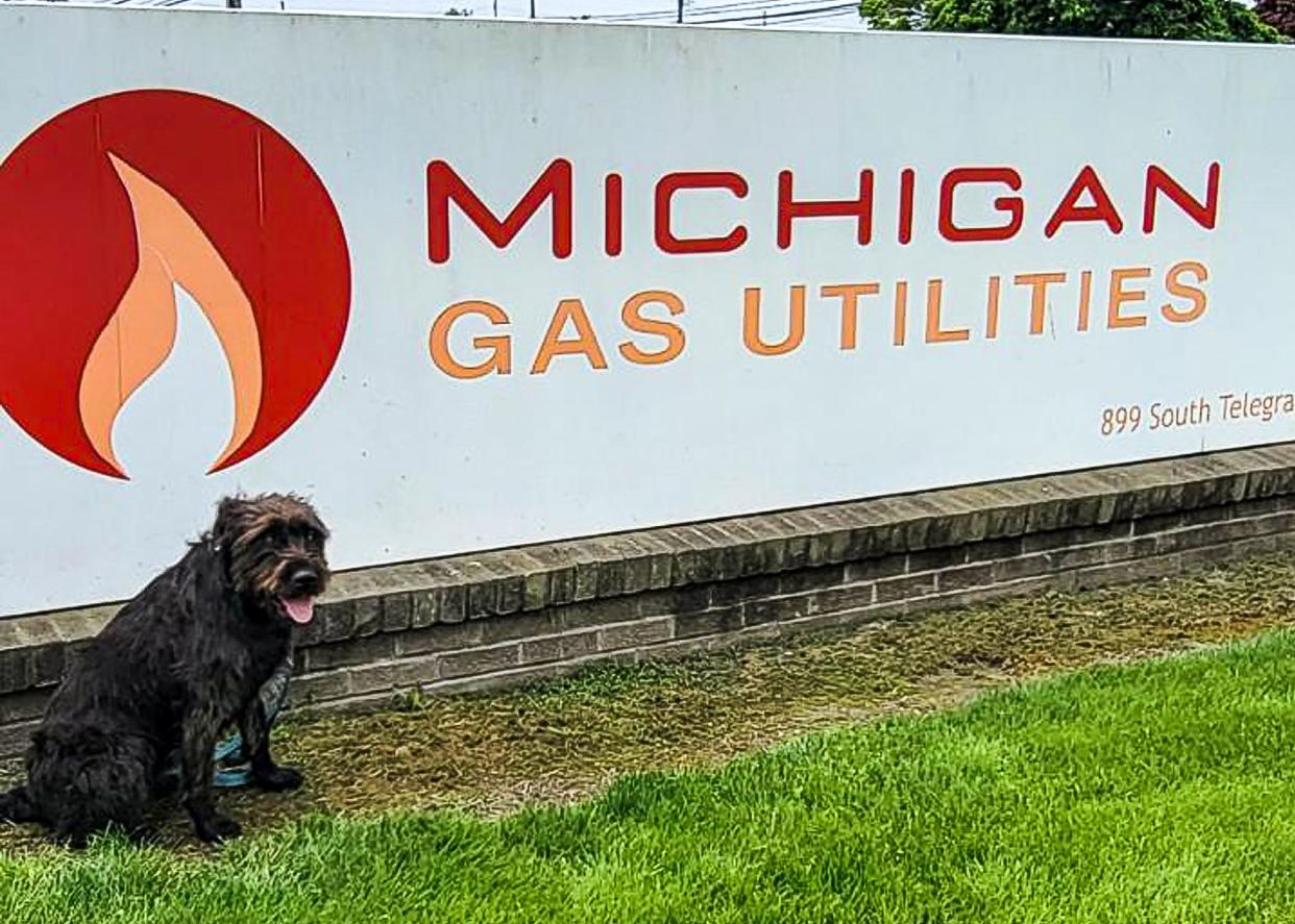 Michigan Gas Utilities' next safe digging “ambassadog" is Raven Ruckus, a 1-year-old wheaten terrier mix from Petersburg.