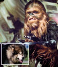 <b>Laugh it up Fuzz-ball</b><br>Han Solo's sidekick, the Wookiee Chewbacca, was actually inspired by writer/director <a href="http://movies.yahoo.com/person/george-lucas/" data-ylk="slk:George Lucas;elm:context_link;itc:0;sec:content-canvas" class="link ">George Lucas</a>'s own sidekick, an Alaskan malamute named Indiana. Indiana often sat shotgun in Lucas's car, and while he didn't help the director launch into light speed, he did serve as a trusty co-pilot. Indiana also served as the inspiration behind the name of another famous Lucas character: Indiana Jones.