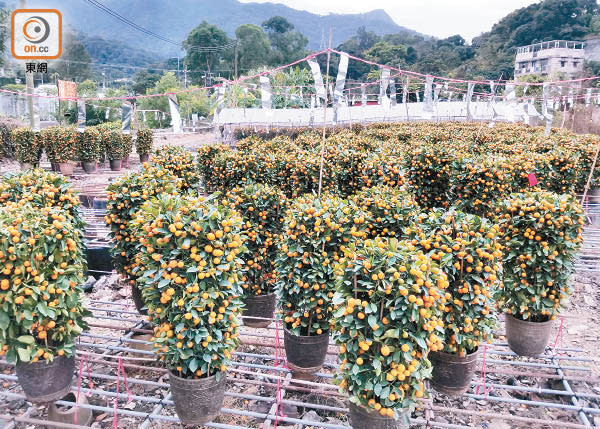 有花農開放花園，讓市民到場選購年花。（朱先儒攝）