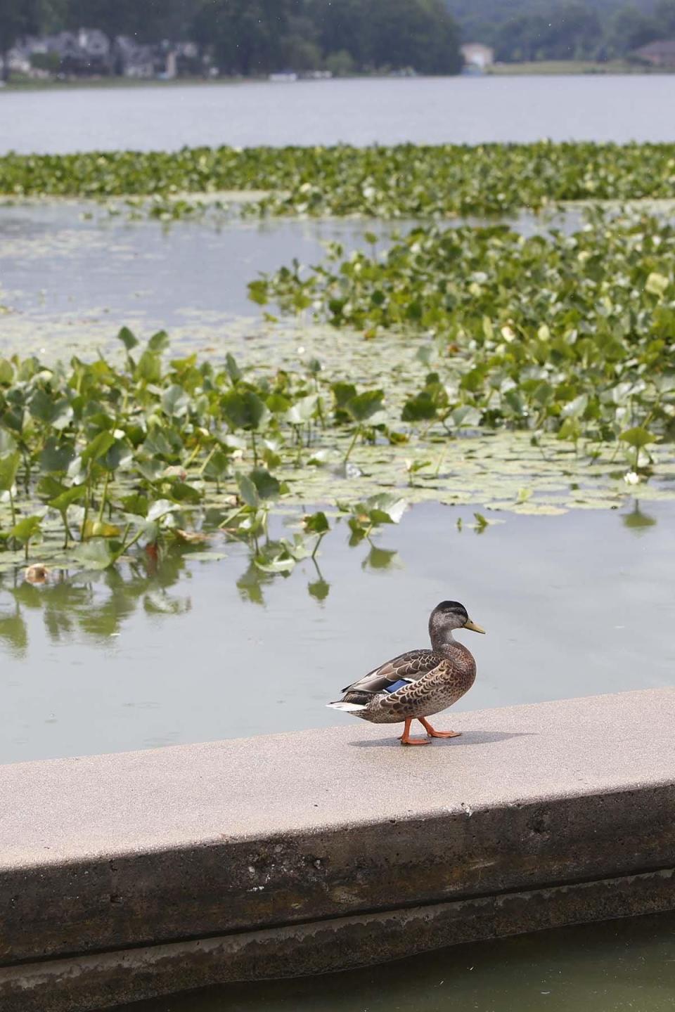 A mallard duck waddles along the boat ramp at James B. Dodds Lakefront Park at Springfield Lake in Lakemore.