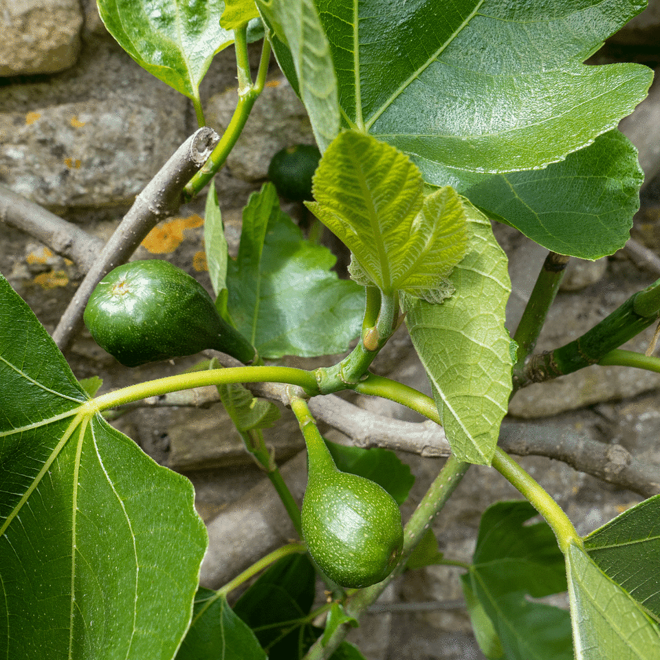 Fig tree