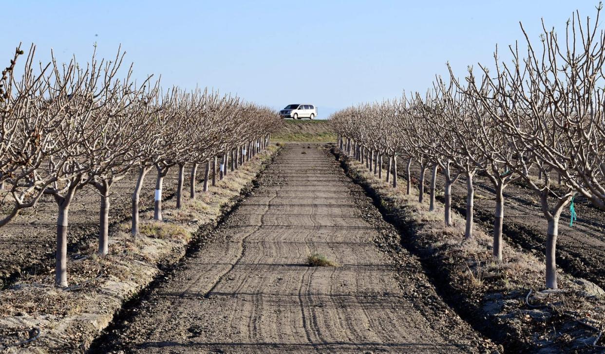 <span class="caption">An orchard near Kettleman City in California's San Joaquin Valley on April 2, 2021.</span> <span class="attribution"><a class="link " href="https://www.gettyimages.com/detail/news-photo/an-orchard-is-seen-on-the-outskirts-of-kettleman-city-in-news-photo/1232098529" rel="nofollow noopener" target="_blank" data-ylk="slk:Frederic J. Brown/AFP via Getty Images;elm:context_link;itc:0;sec:content-canvas">Frederic J. Brown/AFP via Getty Images</a></span>