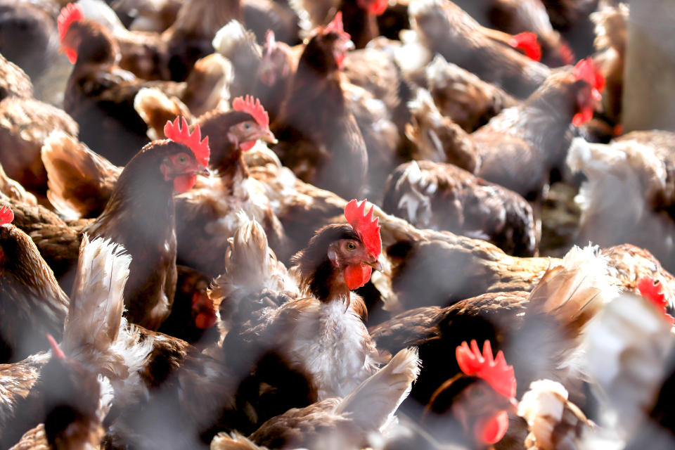 What are the symptoms of bird flu? (Image via Getty Images)