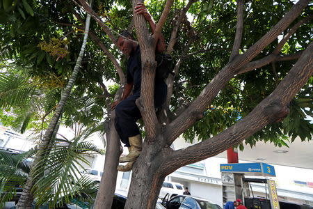 A worker goes down from a mango tree outside a state oil company PDVSA's gas station in Caracas, Venezuela May 17, 2019. REUTERS/Ivan Alvarado