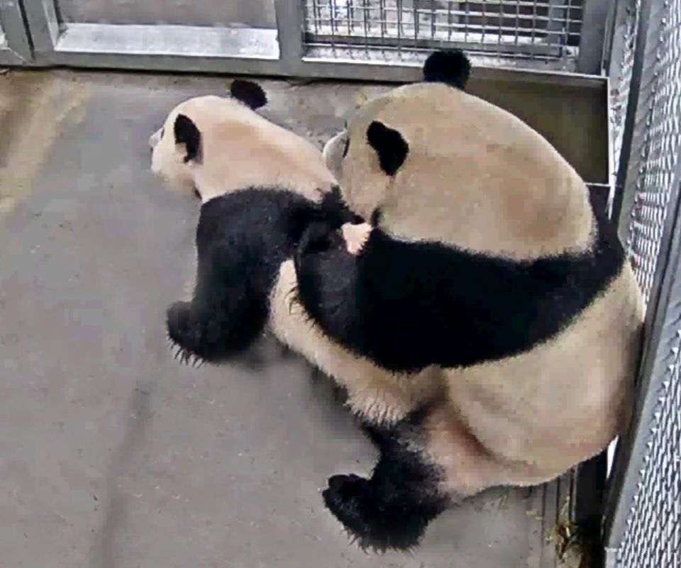 Xing Ya and Wu Wen successfully mated at a Dutch zoo after staying there since May 2017. — Photo via Facebook/@Ouwehandszoo