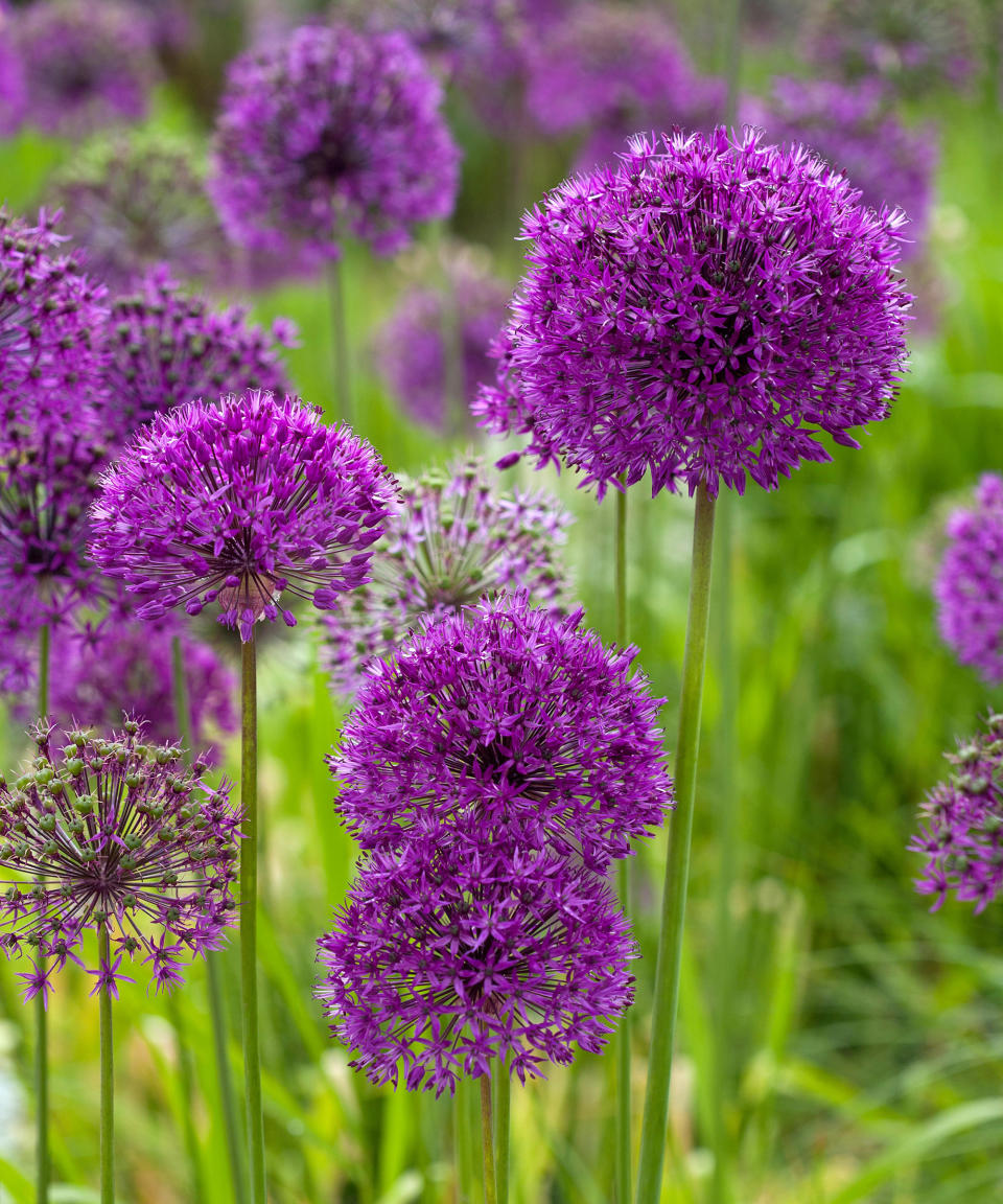 <p> Alliums are undisputed nectar cafés for pollinators. The tall globe-shaped types like ‘Purple Sensation’, which are 3ft (90cm) high, see hungry insects flocking to the blooms from May onwards. Alliums are striking structural plants for the border, and easy to grow.  </p> <p> They look fabulous as part of your garden gravel and work well in containers. Look out for ‘Purple Rain’ whose blooms have a metallic sheen. Whereas Nectaroscordum siculum, the Sicilian garlic, is different, with elegantly drooping cream flowers.  </p> <p> Chives are also in the allium family, and look superb planted as a hedge with their pretty mauve flowers which attract bumblebees.  </p>