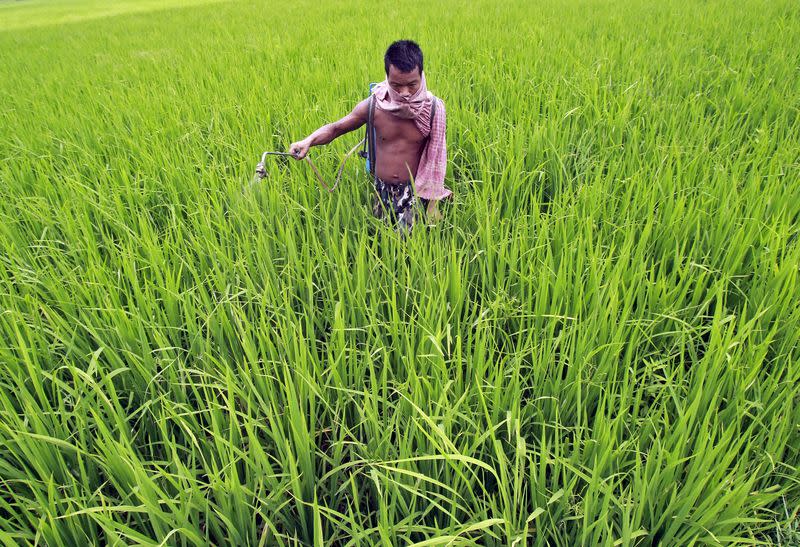 A farmer sprays fertiliser on a paddy field on the outskirts of Agartala, September 4, 2015. REUTERS/Jayanta Dey/Files