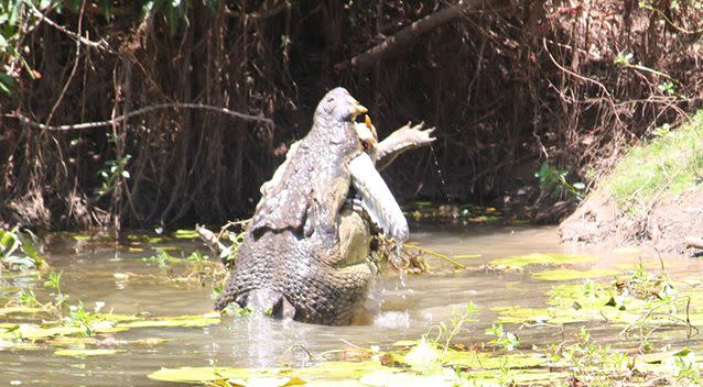 The bigger croc can be seen with the smaller one in its mouth. Photo: Supplied