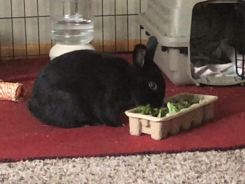 Pepper, a rabbit taken into foster care amid the COVID-19 pandemic, enjoys some greens. Courtesy of Anne Bonney | Courtesy of Anne Bonney