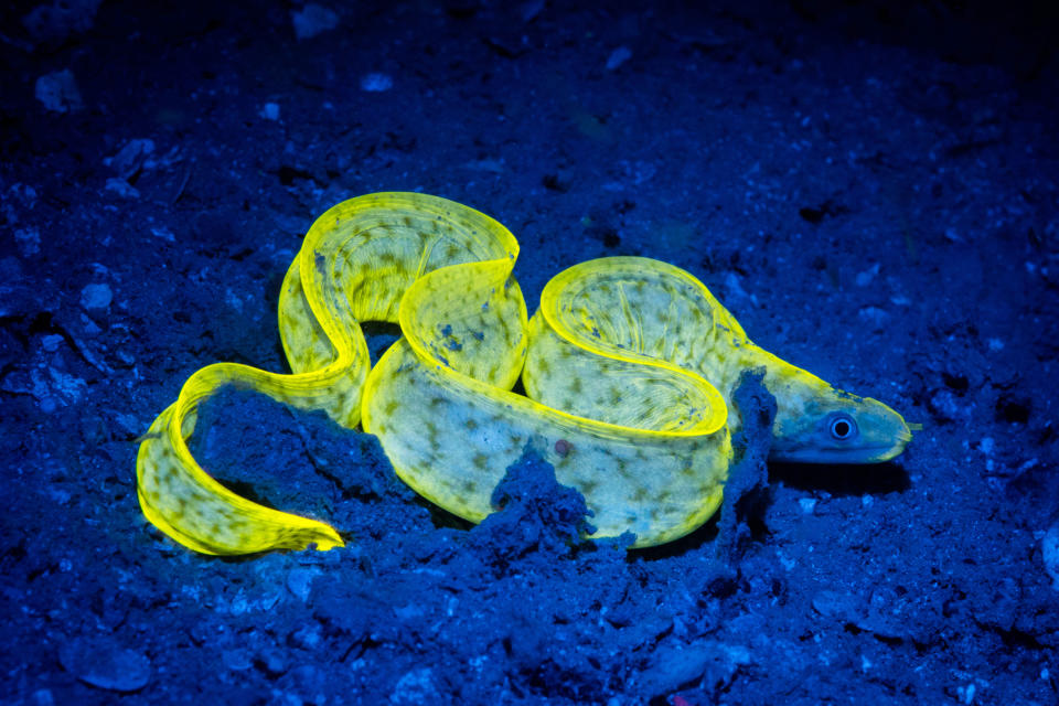 In these photos, I was shining a blue light on the coral and various biofluorescent animals. (Photo: Simon Pierce/Caters News)