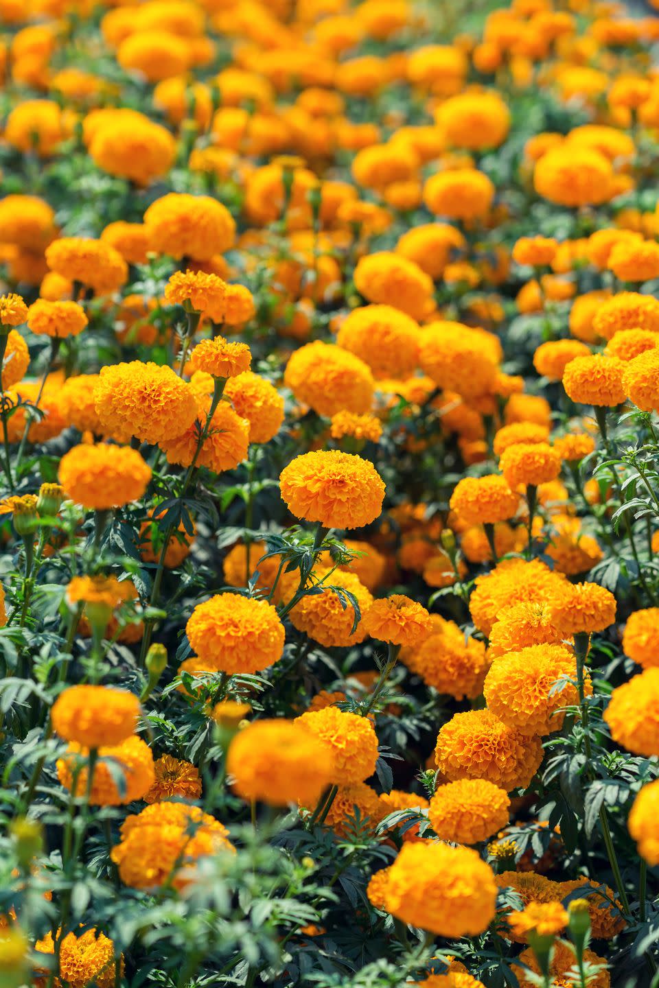 <p>There's a reason <a href="https://go.redirectingat.com?id=74968X1596630&url=https%3A%2F%2Fwww.lowes.com%2Fpd%2F2-5-Qt-Marigold-African-Annual-Plant-Yellow-3-Pack%2F5013553775&sref=https%3A%2F%2Fwww.countryliving.com%2Fgardening%2Fgarden-ideas%2Fg4662%2Ffall-flowers%2F" rel="nofollow noopener" target="_blank" data-ylk="slk:marigolds;elm:context_link;itc:0;sec:content-canvas" class="link ">marigolds</a> have been popular for generations. This sturdy annual will bloom from early spring planting all the way until the first hard freeze. </p>