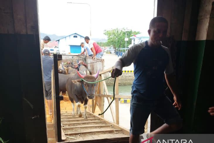 Aktivitas pengangkutan sapi ke kapal tol laut dari Pelabuhan Nusantara Kwandang, untuk memenuhi permintaan pasar Tarakan, Kalimantan Timur, Selasa (5 Juli 2022). (ANTARA/Susanti Sako)