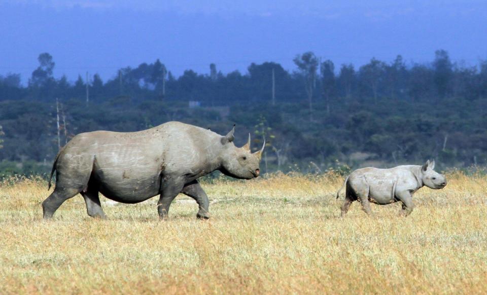 Rhino conservation has continued despite the coronavirus pandemic (Will Whitford)