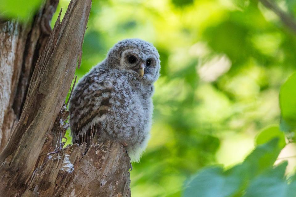 Go owl spotting at Owl's Hill Nature Sanctuary.