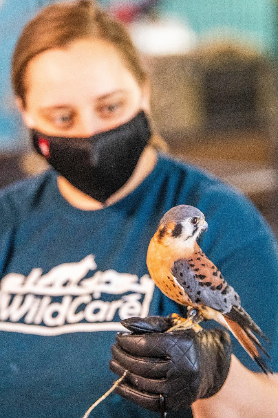 Director of Animal Care Sarah Maddox spends time with Felix, an American kestrel, at WildCare Inc. on July 7, 2021. Felix was one of the animals at last year's WildCare Inc. Benefit at Butler Winery and Vineyard.