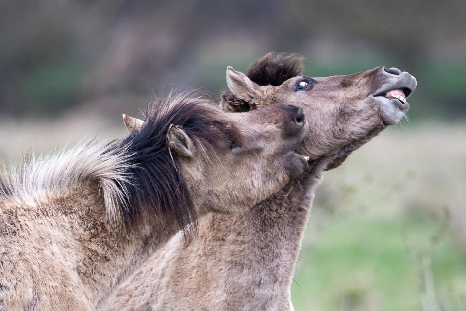 <p>Konik ponies fight for dominance as the foaling season begins at the National Trust's Wicken Fen Nature Reserve in Cambridgeshire. Picture date: Thursday March 18, 2021.</p>
