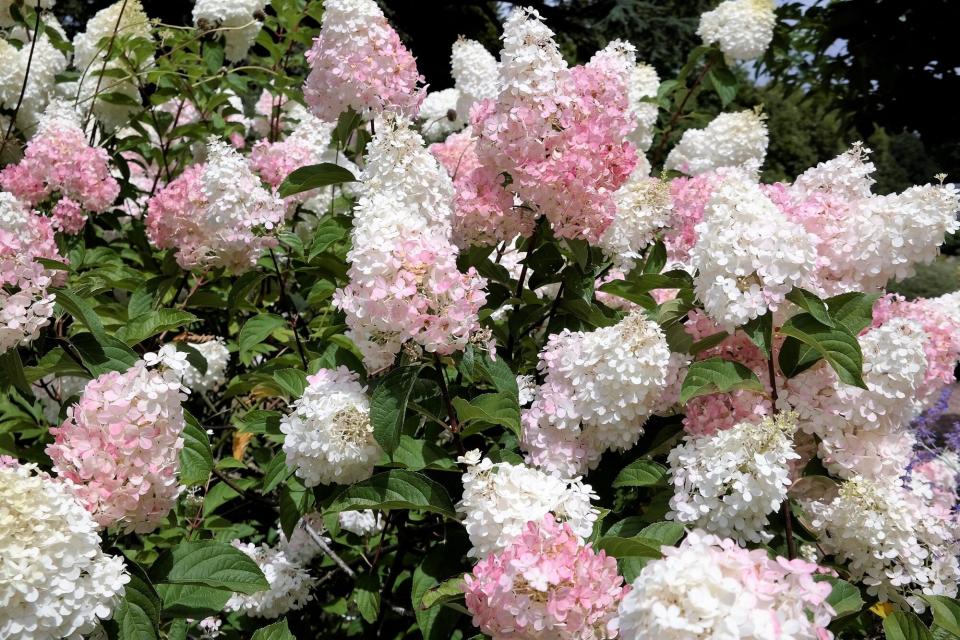 Panicle Hydrangea