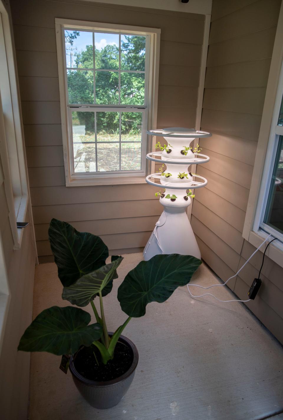 Plants grow at a celebration for the new The Original Project Team sustainability hub Friday, July 1, 2022, at 2854 Douglass Avenue in Orange Mound. The location will feature food distribution, garden and a place to educate on home gardening.