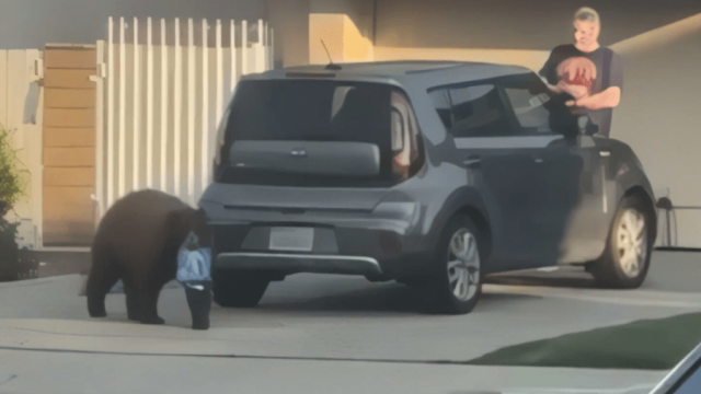 Bear nicknamed 'Oreo' invades Monrovia homes for food, desserts