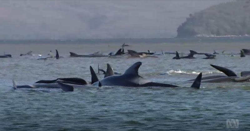 澳洲塔斯馬尼亞州西海岸發生數百頭鯨魚集體擱淺。（翻攝自ABC News臉書影片）