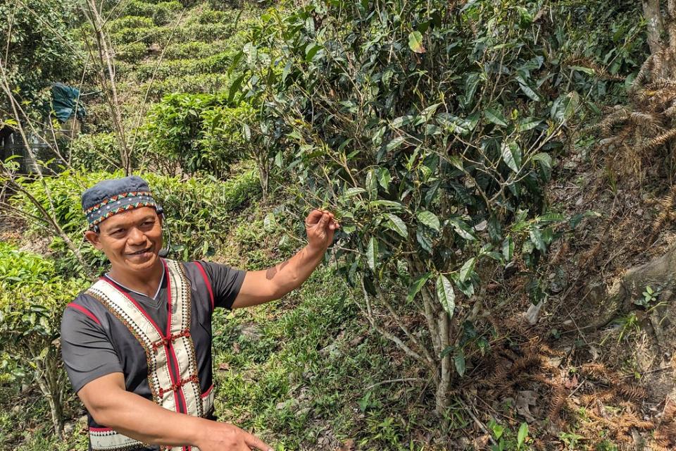 布農族拿普介紹台灣山茶，後方為人工栽培的茶園。攝影：李育琴