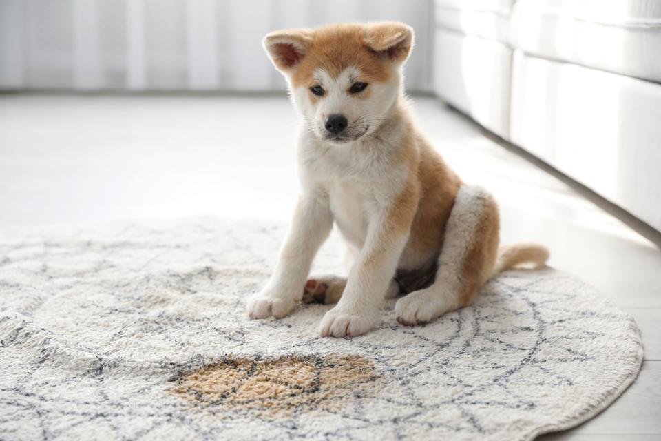 8 Best Carpet Cleaners for Pets to Deal With Every Kind of Mess