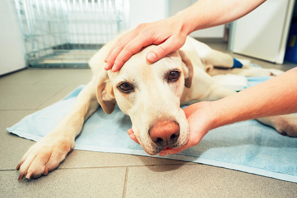 Die Tiere sollen nach den Operationen an Nebenwirkungen gelitten haben. (Symbolbild: Getty Images)