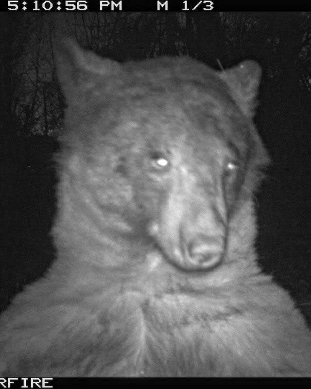 bear caught taking selfies (Courtesy Boulder Open Space and Mountain Parks)