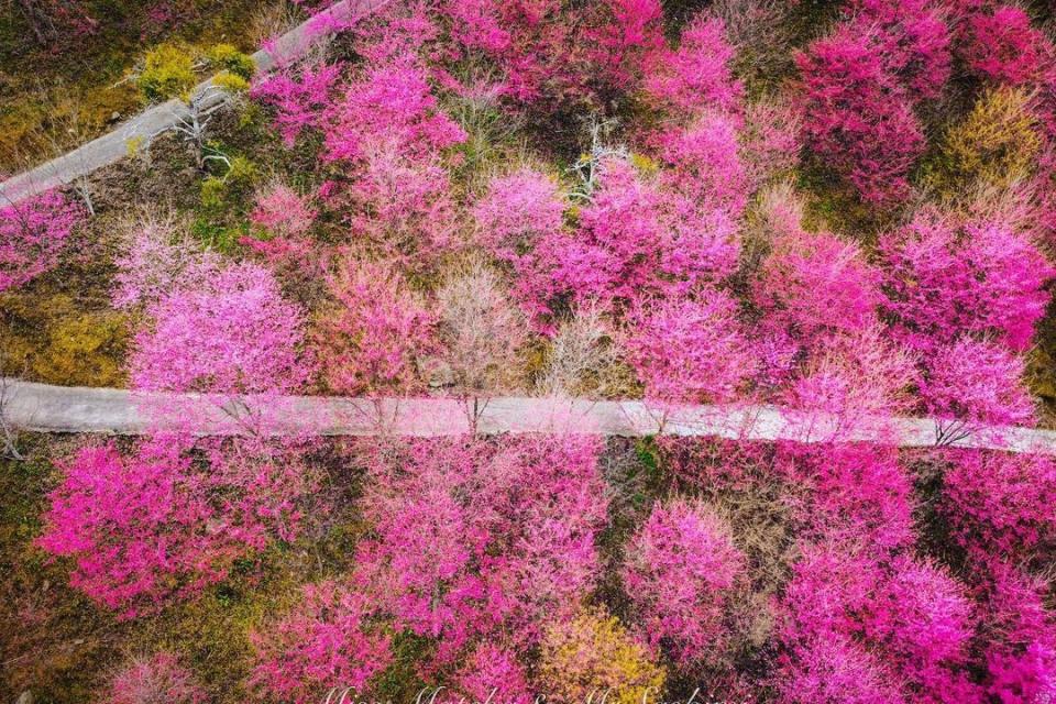 上帝的賞櫻視角 精選6處深山雲霧裡的賞櫻秘境